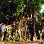 The old 'balete' tree